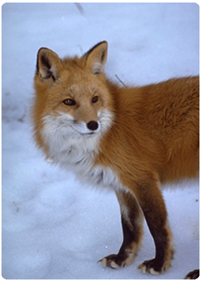 red fox in snow